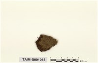 藏品(同葉苔屬)的圖片